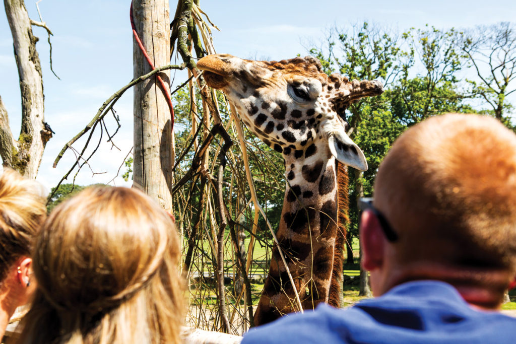 Visitors look at the giraffes at Knowsley Safari